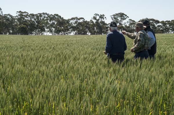 Grower and seed company reps in a wheat paddock.